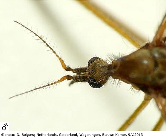 body part(s) - head and antenna