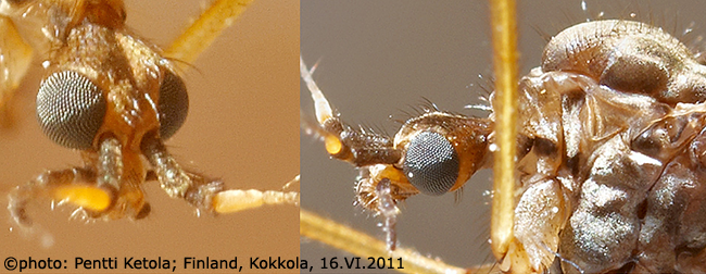 body part(s) - head and thorax