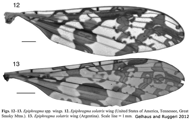 wing