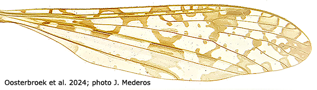 wing