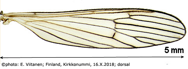 wing