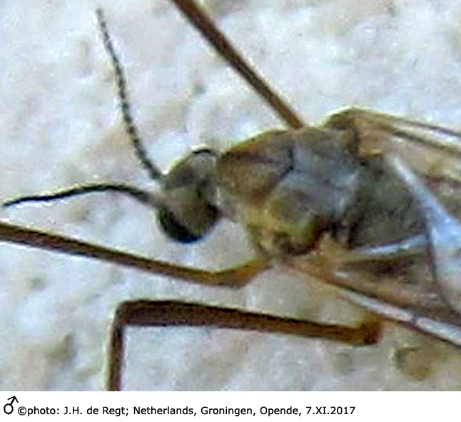 body part(s) - head and thorax