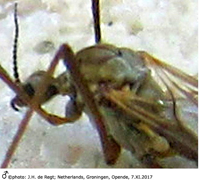 body part(s) - head and thorax