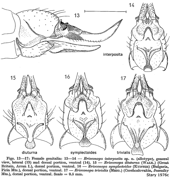 ovipositor
