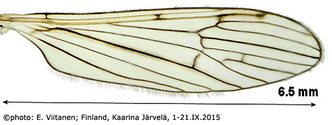 wing