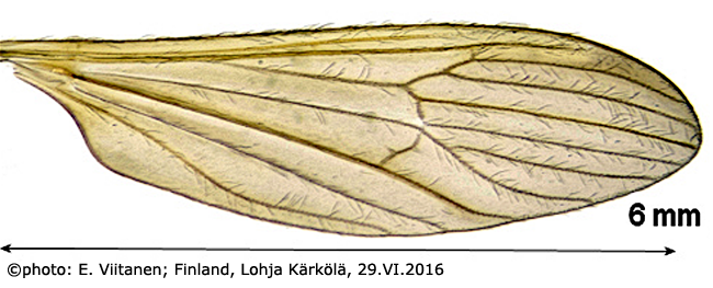 wing