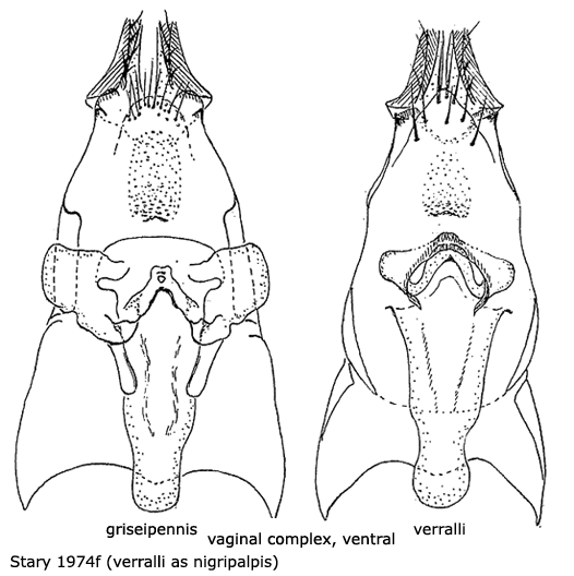 ovipositor