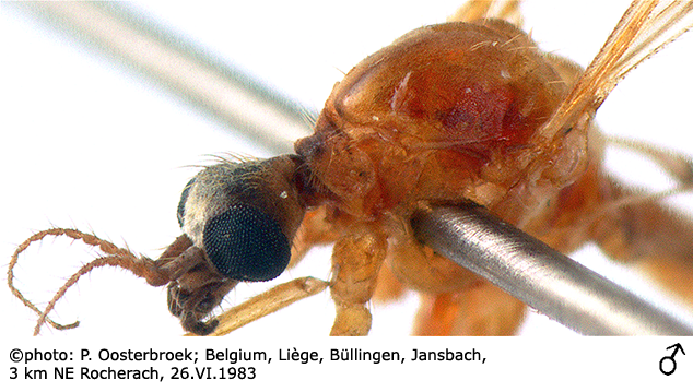 body part(s) - head and thorax