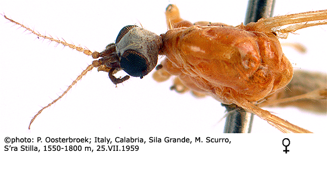 body part(s) - head and thorax