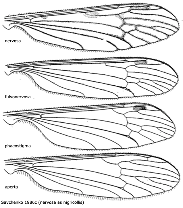 wing