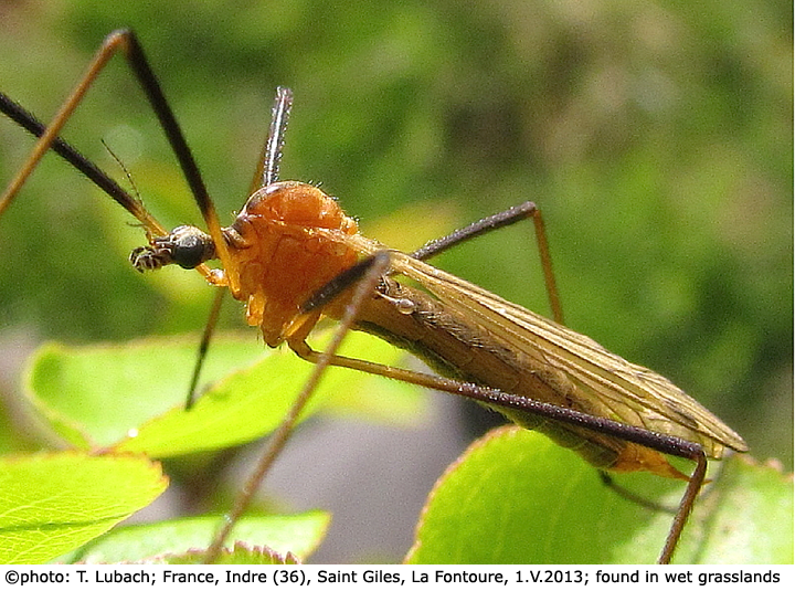 habitus - female