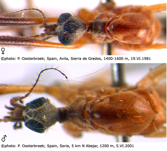 body part(s) - head and thorax