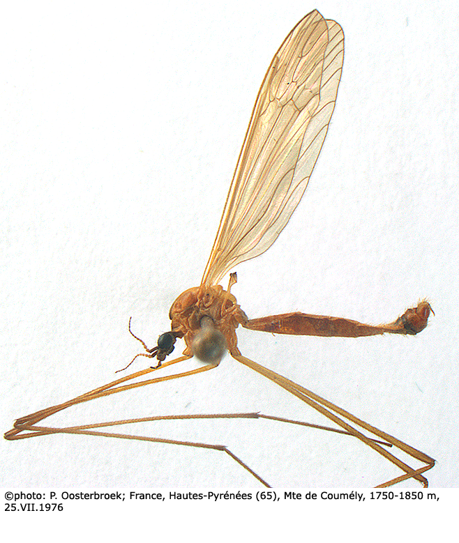 habitus - male