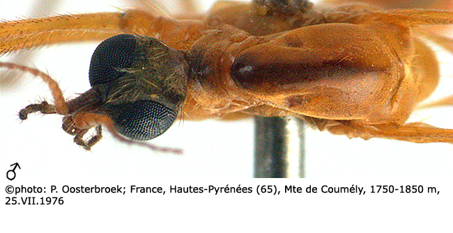 body part(s) - head and thorax