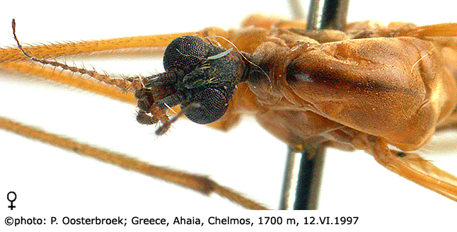 body part(s) - head and thorax