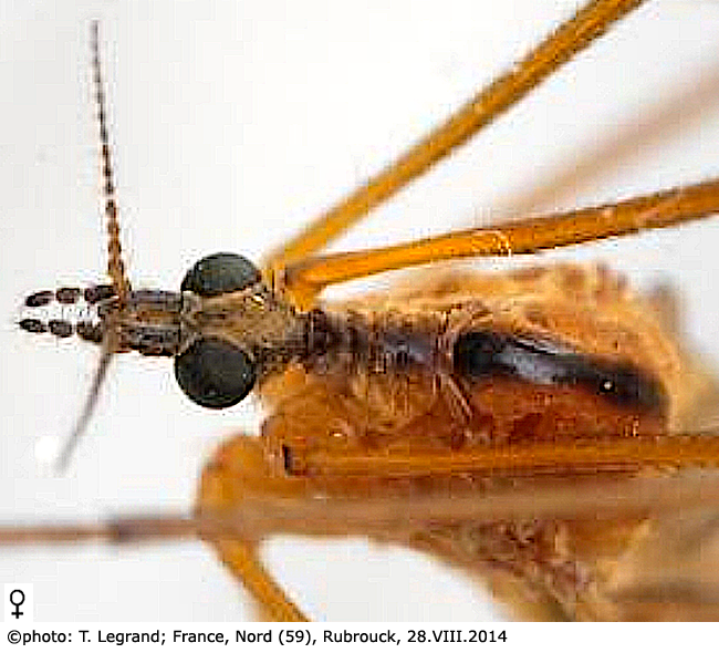 body part(s) - head and thorax