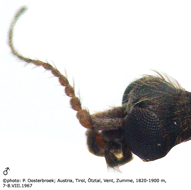 body part(s) - head and antenna