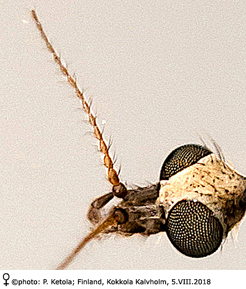 body part(s) - head and antenna