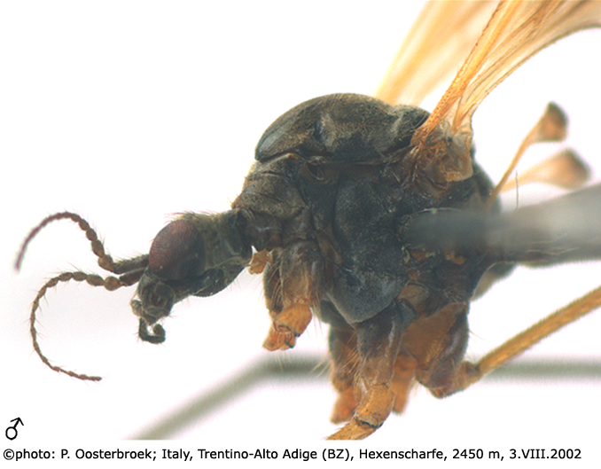 body part(s) - head and thorax