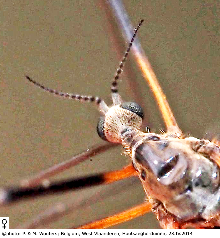 body part(s) - head and thorax