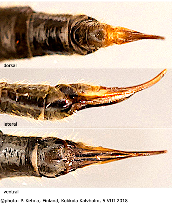 ovipositor