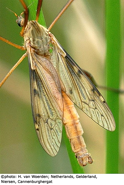 habitus - male