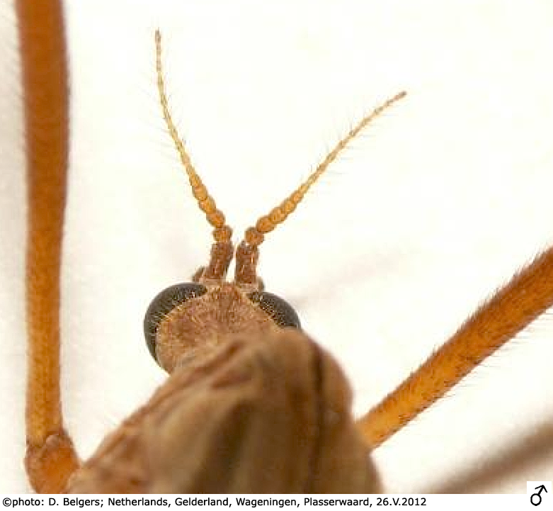 body part(s) - head and antenna