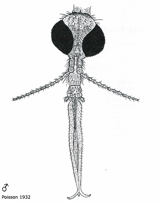 body part(s) - head and antenna