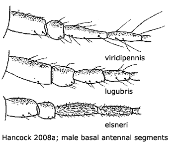 body part(s) - antenna