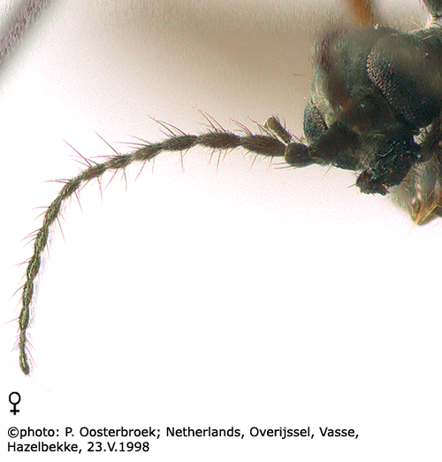 body part(s) - antenna