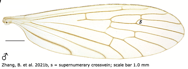 wing