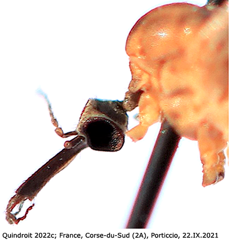 body part(s) - head and antenna