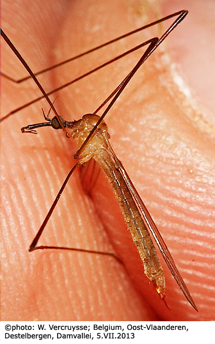 habitus - female