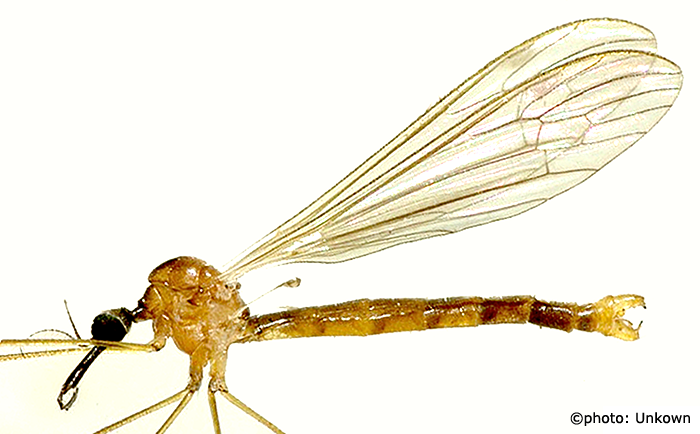 habitus - male