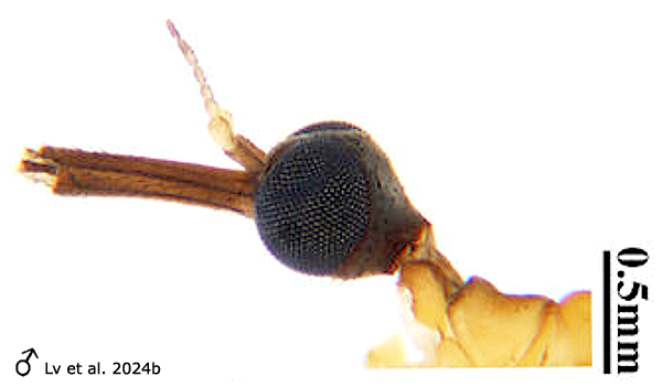 body part(s) - head and antenna