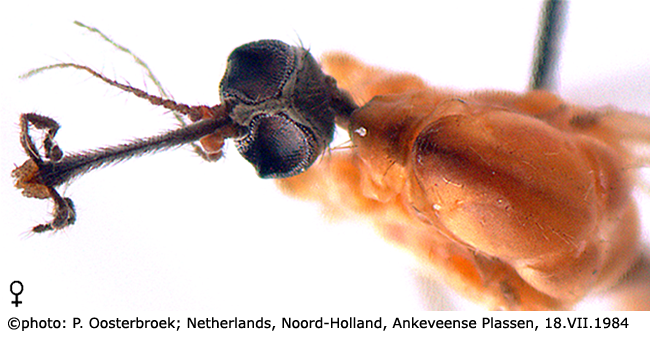 body part(s) - head and thorax