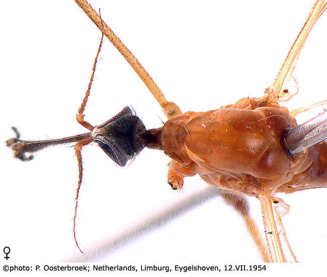body part(s) - head and thorax