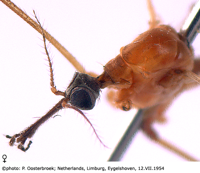 body part(s) - head and thorax