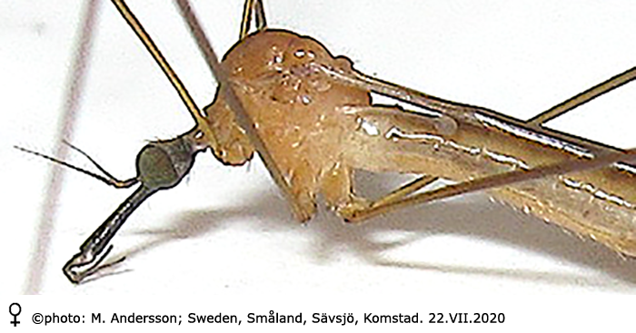 body part(s) - head and thorax