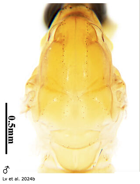 body part(s) - thorax
