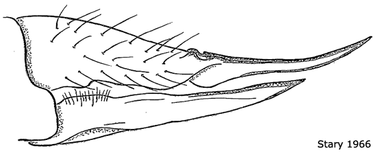 ovipositor