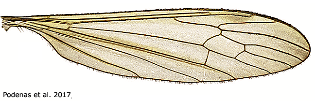 wing