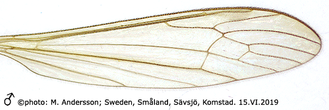 wing