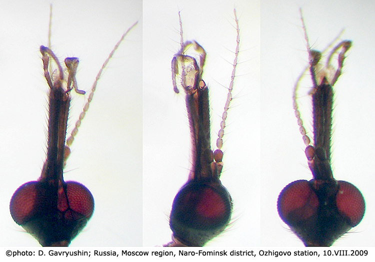 body part(s) - head and antenna