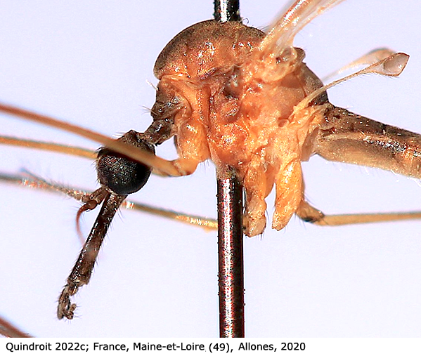 body part(s) - head and thorax