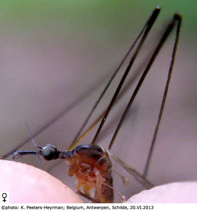 body part(s) - head and thorax