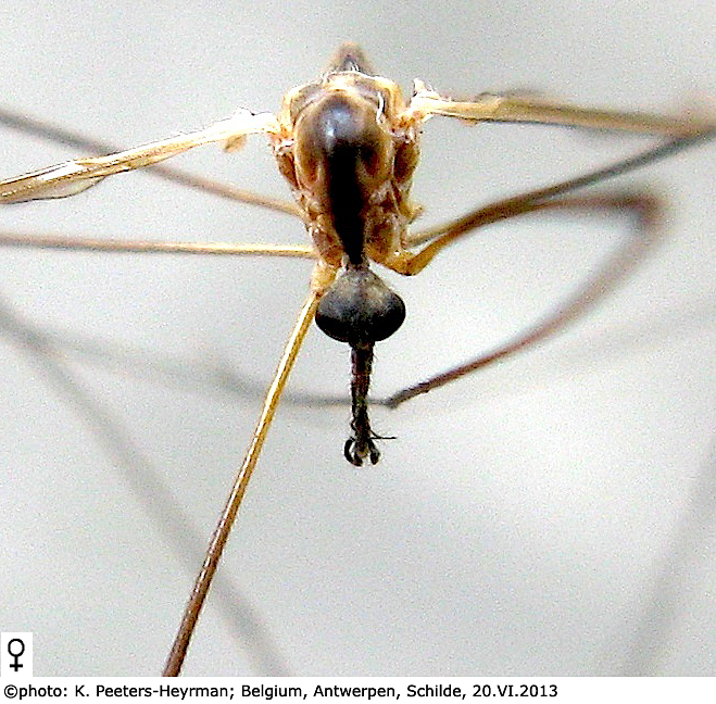body part(s) - head and thorax