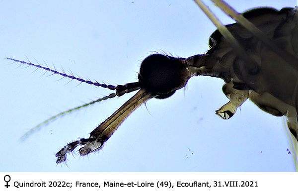 body part(s) - head and antenna