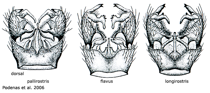 hypopygium