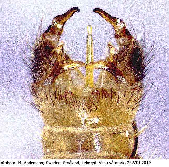 hypopygium